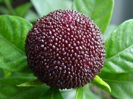 慈溪楊梅什么時候成熟？慈溪楊梅多少錢一斤