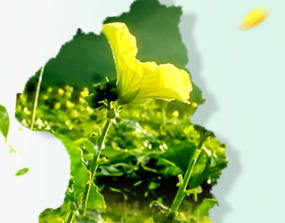 廣源良菜瓜水好用嗎？廣源良菜瓜水怎么用