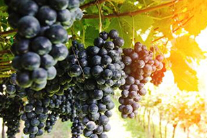 黑提是酸性還是堿性？黑提是堿性嗎