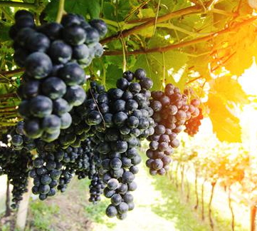 黑提可以吃皮嗎？黑提葡萄的皮可以吃嗎