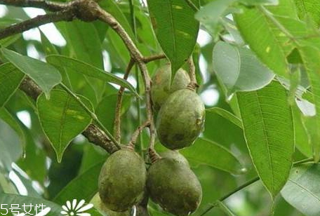 使君子怎么吃 使君子的食用禁忌 使君子怎么吃 使君子的食用禁忌