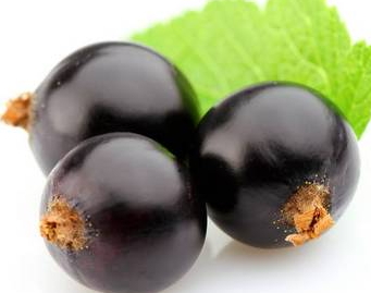 黑提是黑加侖嗎？黑提和黑加侖的區(qū)別