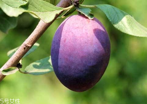 加州西梅上市時間 加州西梅保存方法