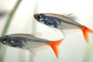 紅尾魚怎么做好吃？紅尾魚的做法大全