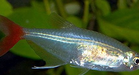 紅尾魚(yú)怎么做好吃？紅尾魚(yú)的做法大全