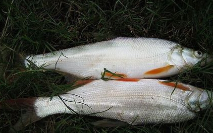 紅尾魚(yú)怎么做好吃？紅尾魚(yú)的做法大全