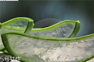 蘆薈膠怎么用效果更好 蘆薈膠的最佳用法 蘆薈膠怎么用效果更好 蘆薈膠的最佳用法