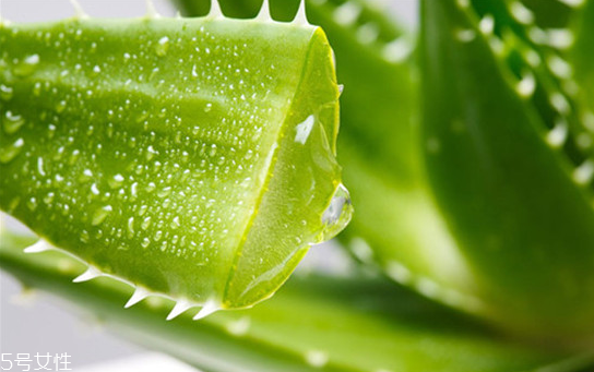 蘆薈膠怎么用效果更好 蘆薈膠的最佳用法 蘆薈膠怎么用效果更好 蘆薈膠的最佳用法