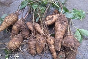 人中黃是什么藥材 人中黃的制作方法 人中黃是什么藥材 人中黃的制作方法