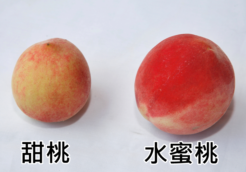 水蜜桃怎么挑選 水蜜桃挑選技巧 水蜜桃怎么挑選 水蜜桃挑選技巧