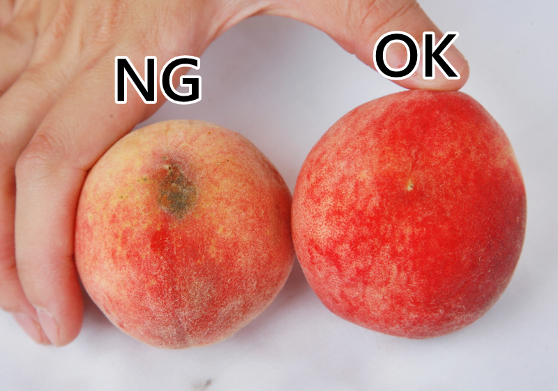 水蜜桃怎么挑選 水蜜桃挑選技巧 水蜜桃怎么挑選 水蜜桃挑選技巧