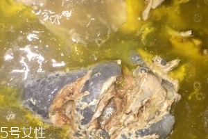 烏骨雞是烏雞嗎？烏骨雞是什么雞？