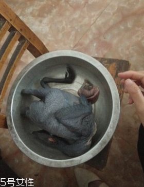 烏骨雞是烏雞嗎？烏骨雞是什么雞？