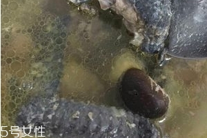 烏雞是發(fā)物嗎？烏雞屬于發(fā)物嗎？