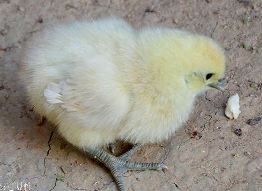 烏雞是發(fā)物嗎？烏雞屬于發(fā)物嗎？