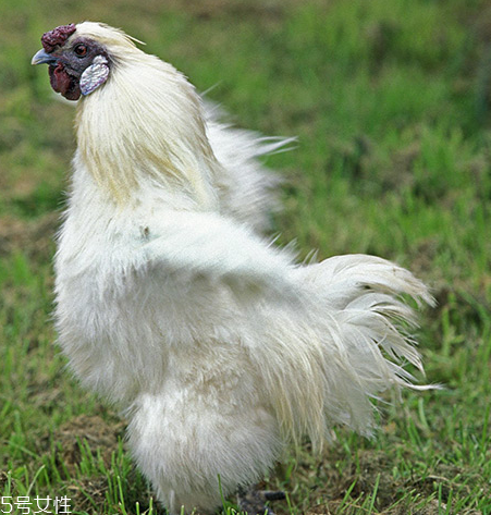 烏雞是發(fā)物嗎？烏雞屬于發(fā)物嗎？