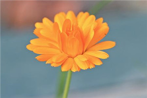 什么花可以吃的 什么花可以做藥膳 什么花可以吃的 什么花可以做藥膳