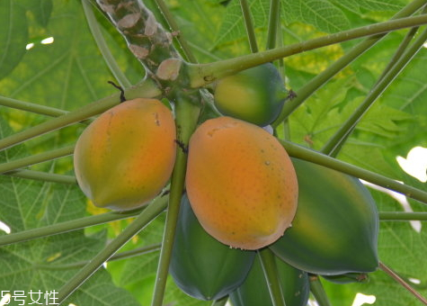 番木瓜是轉(zhuǎn)基因嗎 為什么木瓜大多都是轉(zhuǎn)基因 番木瓜是轉(zhuǎn)基因嗎 為什么木瓜大多都是轉(zhuǎn)基因