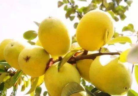 宣木瓜和番木瓜的區(qū)別 宣木瓜是什么木瓜 宣木瓜和番木瓜的區(qū)別 宣木瓜是什么木瓜