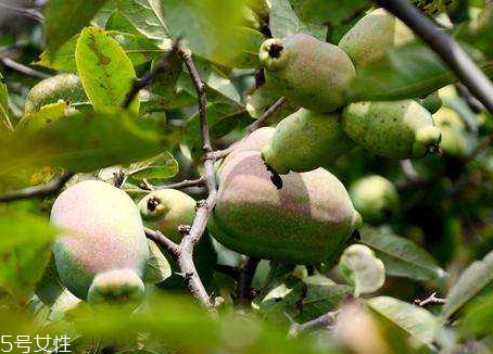 皺皮木瓜怎么吃 皺皮木瓜的營養(yǎng)價值 皺皮木瓜怎么吃 皺皮木瓜的營養(yǎng)價值