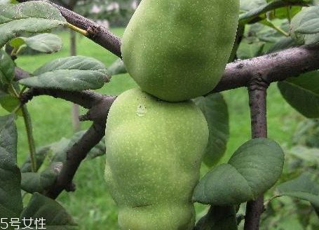 皺皮木瓜怎么吃 皺皮木瓜的營養(yǎng)價值 皺皮木瓜怎么吃 皺皮木瓜的營養(yǎng)價值