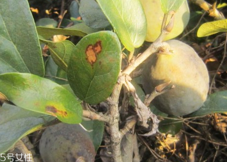 薜荔果什么時候采摘 薜荔果什么時候成熟 薜荔果什么時候采摘 薜荔果什么時候成熟