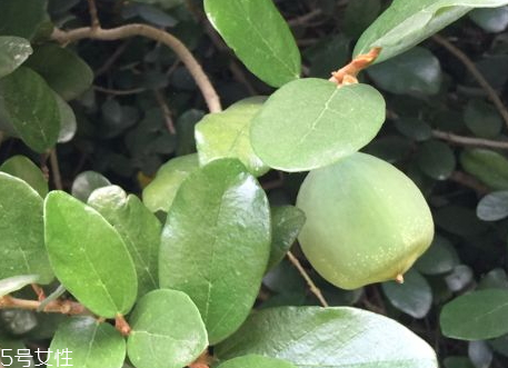 薜荔果什么時候采摘 薜荔果什么時候成熟 薜荔果什么時候采摘 薜荔果什么時候成熟