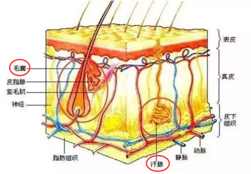 冰點脫毛后還會長嗎 冰點脫毛能維持多久 冰點脫毛后還會長嗎 冰點脫毛能維持多久