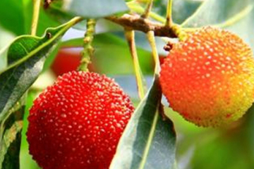 烏酥楊梅什么時(shí)候成熟？烏酥楊梅的產(chǎn)地