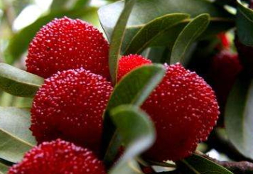 烏酥楊梅什么時候成熟？烏酥楊梅的產(chǎn)地