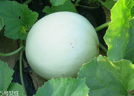 網紋瓜和哈密瓜區(qū)別 網紋瓜是哈密瓜嗎