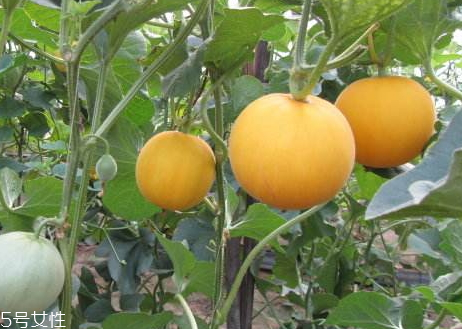 伊麗莎白瓜孕婦能吃嗎 孕婦吃伊麗莎白瓜的好處 伊麗莎白瓜孕婦能吃嗎 孕婦吃伊麗莎白瓜的好處