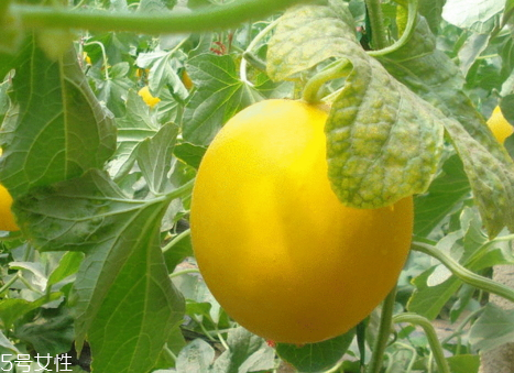 伊麗莎白瓜是涼性的嗎 伊麗莎白瓜熱量高嗎 伊麗莎白瓜是涼性的嗎 伊麗莎白瓜熱量高嗎