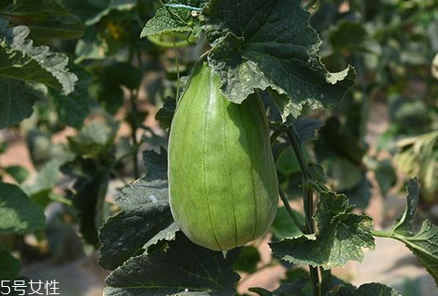 脆瓜怎么吃 脆瓜能吃嗎 脆瓜怎么吃 脆瓜能吃嗎