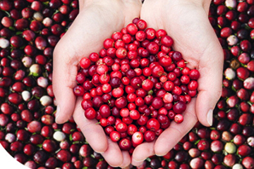 蔓越莓膠囊的功效和副作用 蔓越莓膠囊的功效和副作用