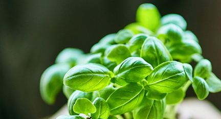 蔓越莓膠囊的功效和副作用 蔓越莓膠囊的功效和副作用