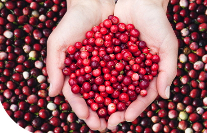 蔓越莓膠囊一天吃幾粒？蔓越莓膠囊一天吃幾次
