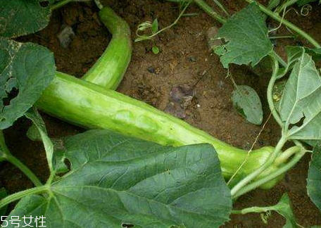 梢瓜怎么吃 梢瓜的功效與作用 梢瓜怎么吃 梢瓜的功效與作用