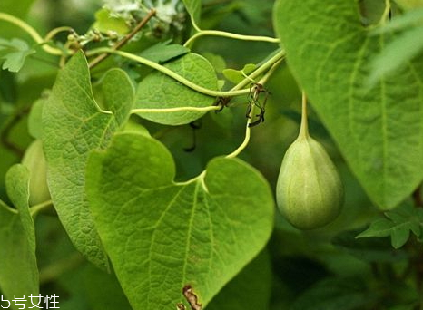 梢瓜怎么吃 梢瓜的功效與作用 梢瓜怎么吃 梢瓜的功效與作用