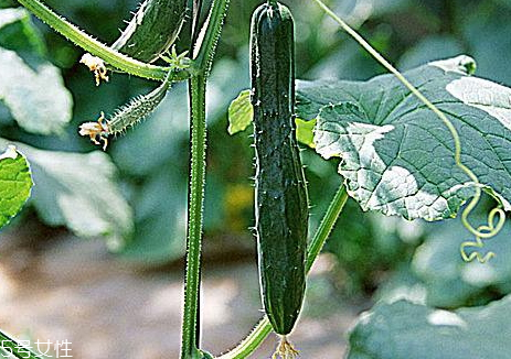 地黃瓜與黃瓜的區(qū)別 地黃瓜和黃瓜哪個(gè)好吃 地黃瓜與黃瓜的區(qū)別 地黃瓜和黃瓜哪個(gè)好吃