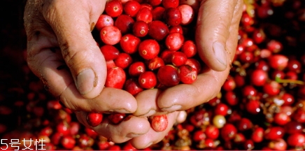 蔓越莓膠囊和月見草可以一起吃嗎？蔓越莓和月見草哪個好