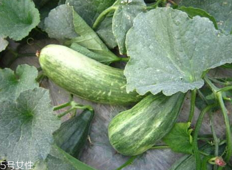 酥瓜怎么吃 酥瓜的功效與作用 酥瓜怎么吃 酥瓜的功效與作用