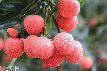 荔枝能和粽子一起吃嗎？荔枝能不能和粽子一起吃