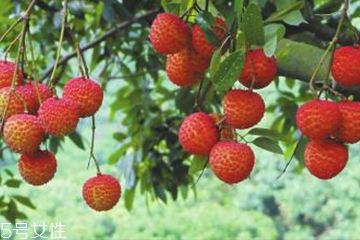 荔枝食用方法 荔枝怎么吃不上火？