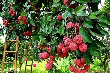 荔枝吃了會胖嗎？減肥的人能吃荔枝嗎？