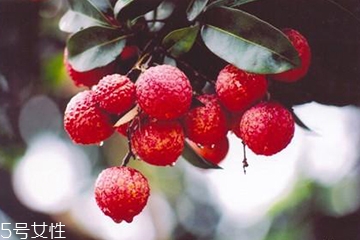 荔枝能放幾天？荔枝能放冰箱嗎？