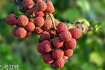 荔枝選購(gòu)技法 荔枝怎么挑？