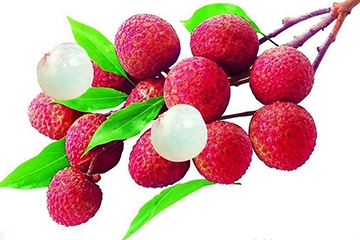 荔枝的品種 荔枝有哪些種類？