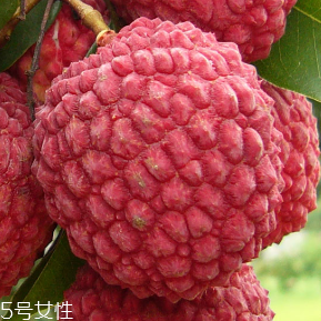 荔枝的品種 荔枝有哪些種類？