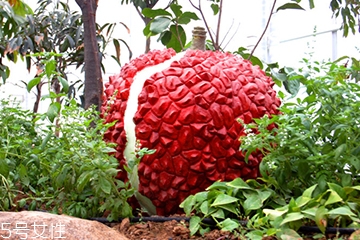 荔枝可以燉湯嗎？荔枝可以做菜嗎？